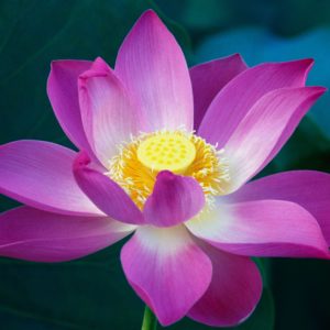 flor de loto purpura