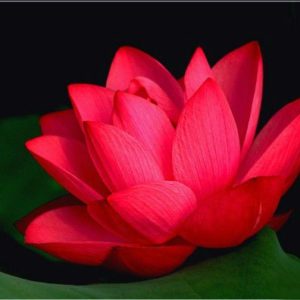 flor de loto rojo