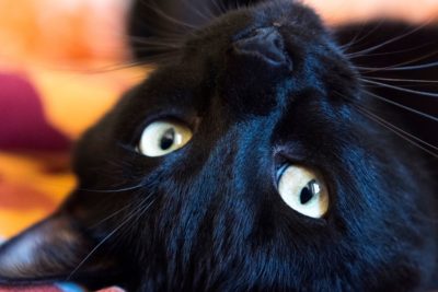 supertisciones de los gatos negros